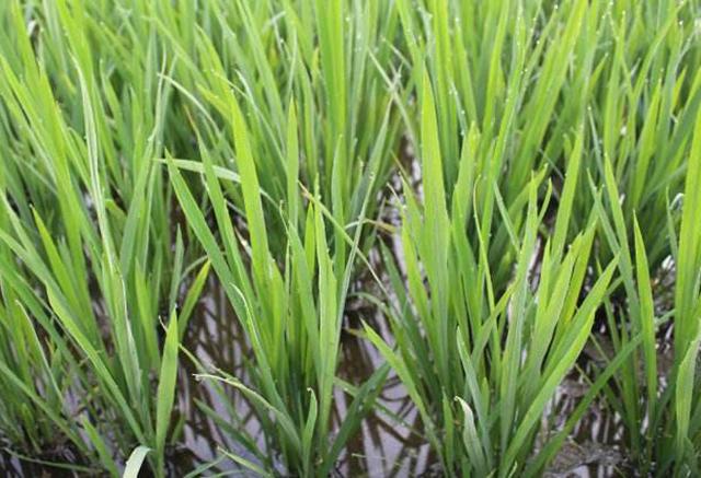 种植水稻，分蘖期时这4种病虫害发生普遍，很容易造成减产