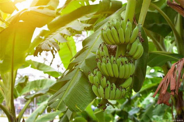 冬天水果煮着吃更健康？提醒：这3种水果煮着吃，营养也许会翻倍