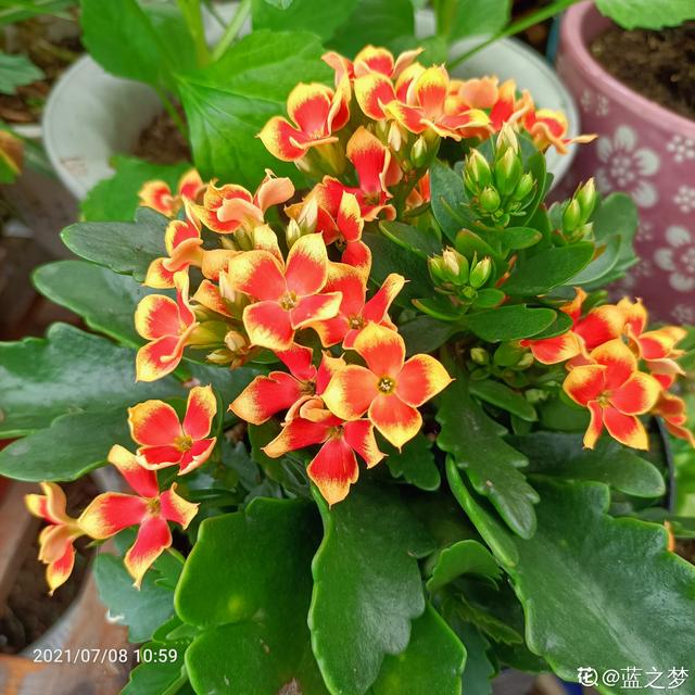 长寿花 长寿花（长寿花不开花光长叶子是什么原因） 生活