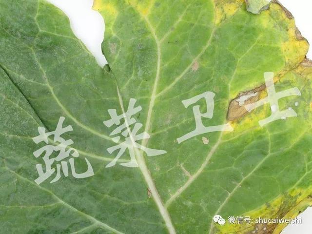 花椰菜细菌性病害的诊断及防治建议4