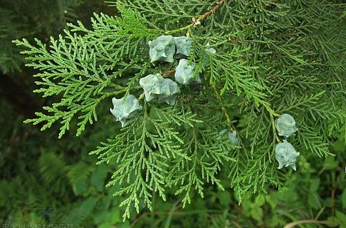 中药古今研究：侧柏叶