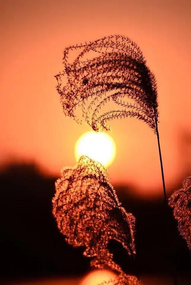 夕阳美如画，墨色度芳华