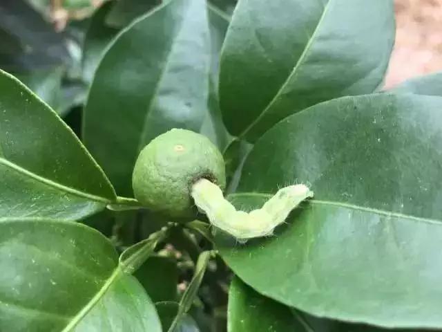 15张图看懂7种常见柑橘虫害，附防治药剂方案，值得收藏13