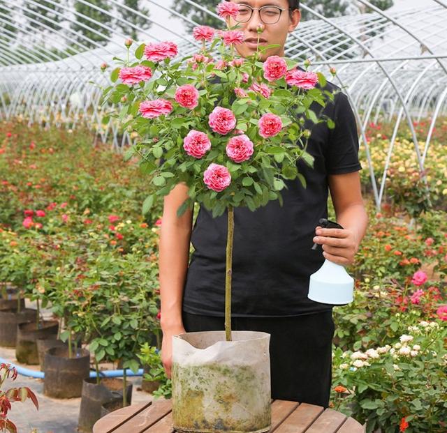 月季花的品种 月季花的品种（月季花的品种都有哪些） 生活