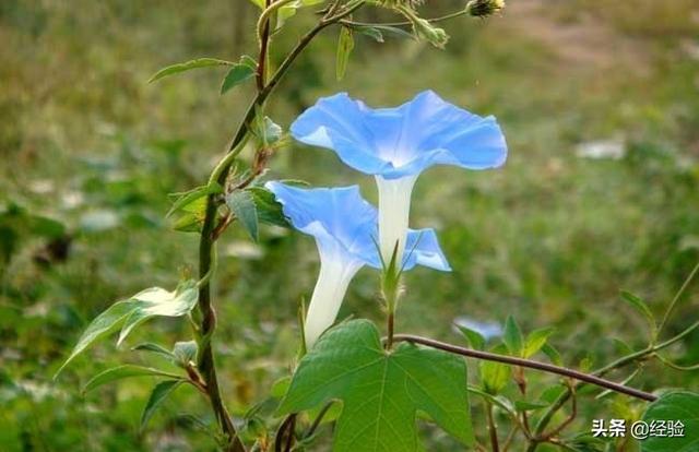 牵牛花的花语