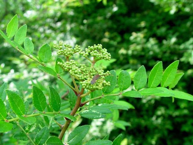 花椒锈病的综合防治，椒农现在了解还来得及5