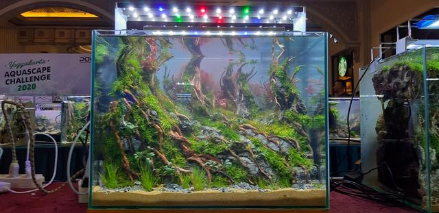 草缸造景