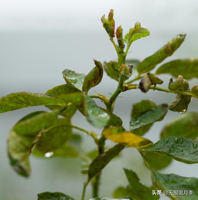 2月花事丨全国月季养护指南，春花到来前你准备好这些工作了吗？9