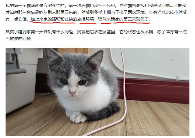 猫应激反应