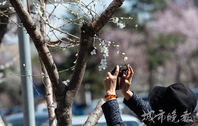 长春市花