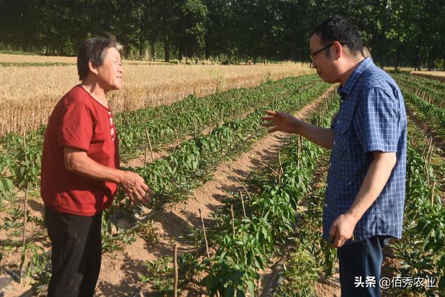 农民种植辣椒，喷农药发生药害，面对追责，看农资店老板怎样应对4