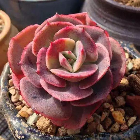 多肉植物图谱 多肉植物图谱