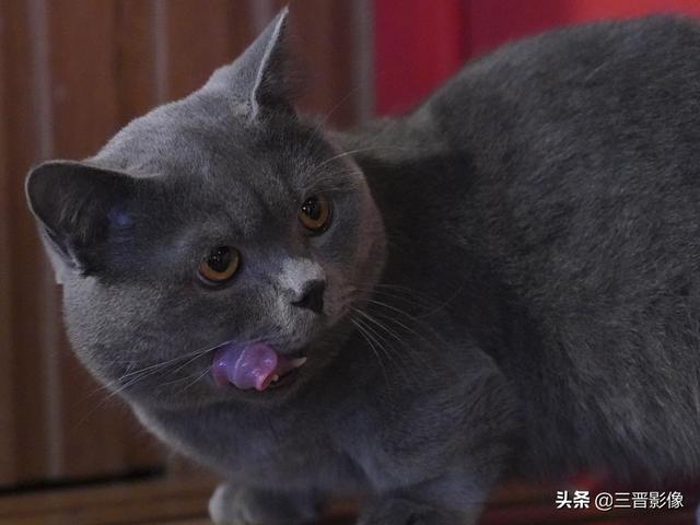 宠物猫照片直出谈宠物摄影的参数设置及索尼的相机的画质与色彩- 今日热点