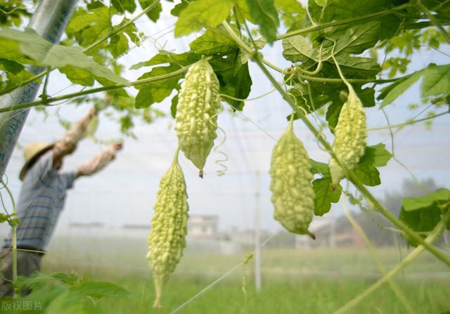 苦瓜架子挂空瓶，一网打尽瓜实蝇，种植户：简单实用4