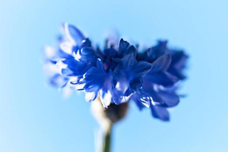 矢车菊花语 矢车菊花语（矢车菊花语是什么） 生活