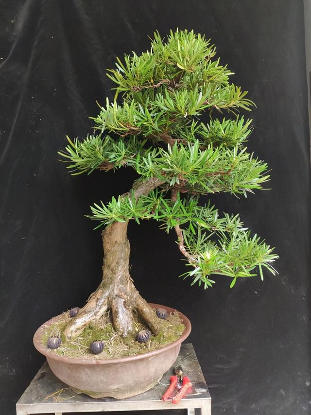 罗汉松的价格是多少(罗汉松价格多少钱一棵)-禾马农业网