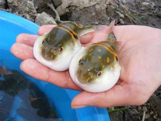 河豚体内的剧毒是怎么来的 为什么明知是剧毒 人类还要拼死吃 全网搜