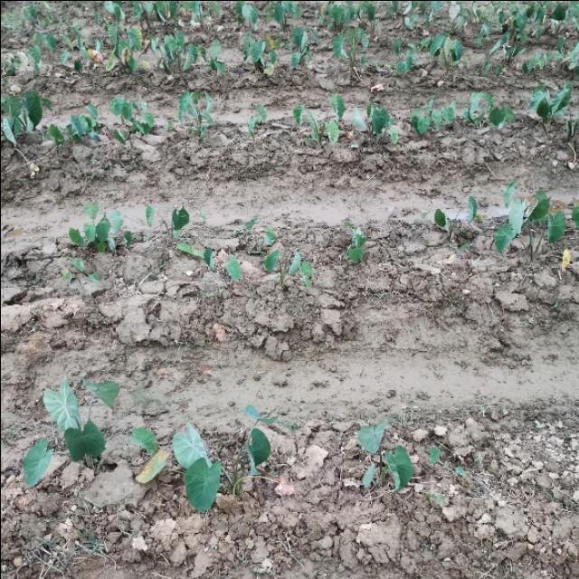 为什么种植的芋头用了不少药还那么多病虫害？其实是种植方法错了1