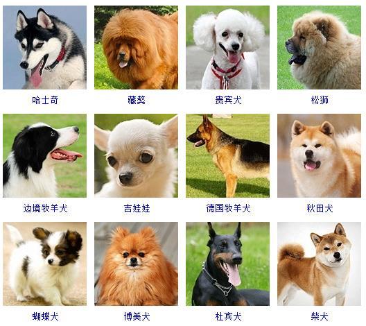 狗狗品种大全图片名字，宠物狗品种大全及图片？