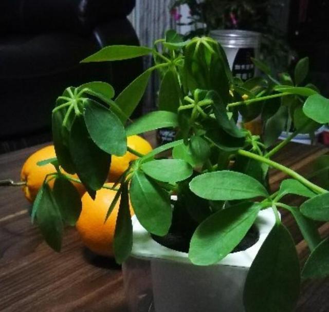 鹅掌柴 鹅掌柴（鹅掌柴种植密度） 生活
