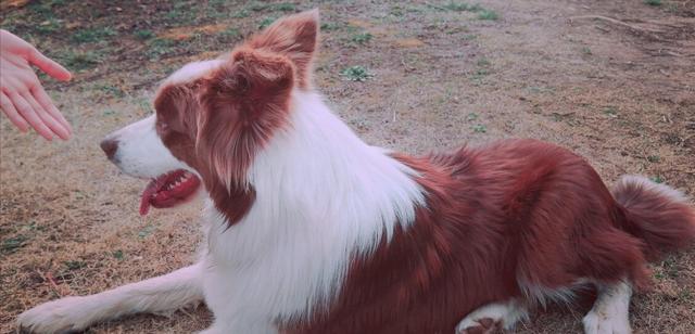 边境牧羊犬智商