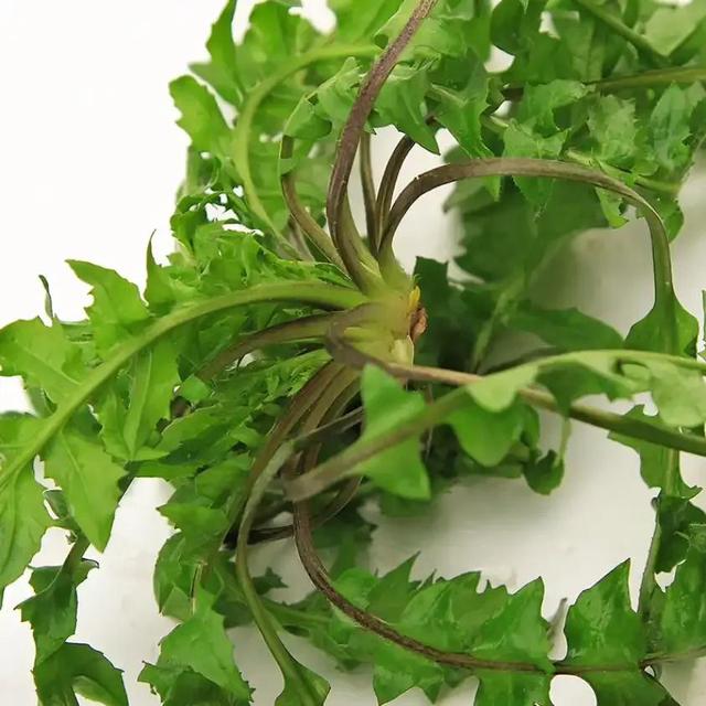 十种野菜保健效果好（二）