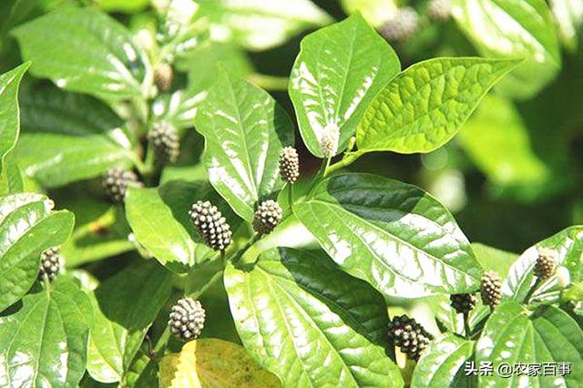 农村一种叫“假蒌”的植物，曾是古代一种香料，如今却成美味野菜3