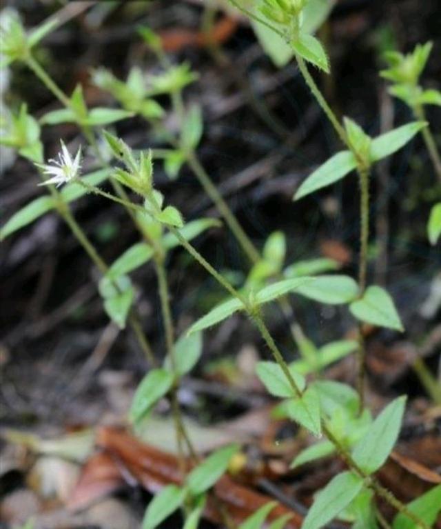 名字叫“鹅不食草”的植物有哪几种，你知道吗？5