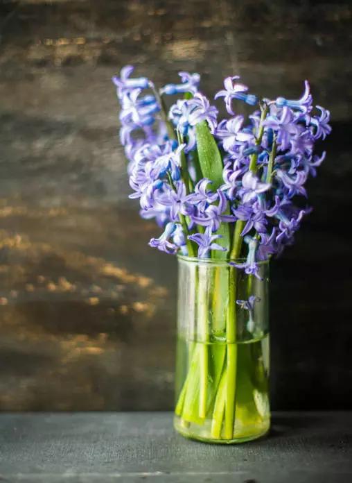 风信子花语奶油色图片