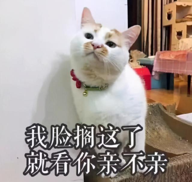 猫的寿命最长能活多少年（猫咪平均寿命只有13~15岁）