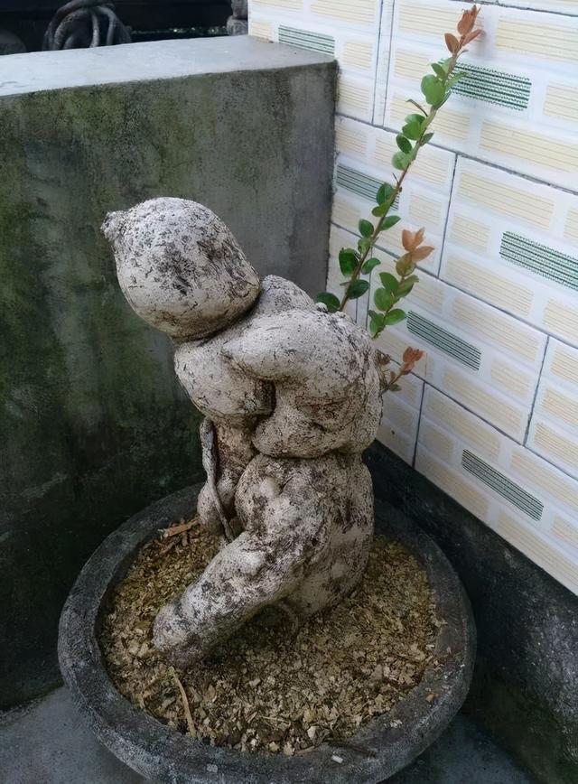 树萝卜 树萝卜（树萝卜下山桩怎么养） 生活