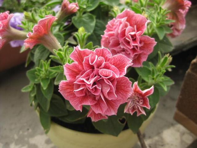 草本植物 草本植物（草本植物有哪些） 生活