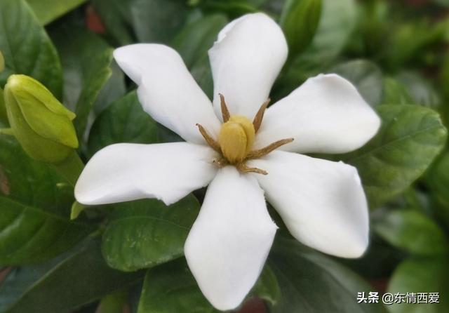 趣味测试 你最喜欢哪朵栀子花 测你的白马王子有着怎样的性格 全网搜