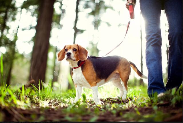 比格犬狩猎视频 比格犬狩猎视频（比格犬狩猎怎么样） 动物