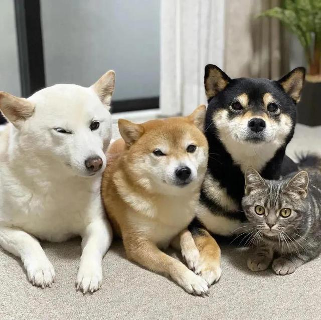 猫狗