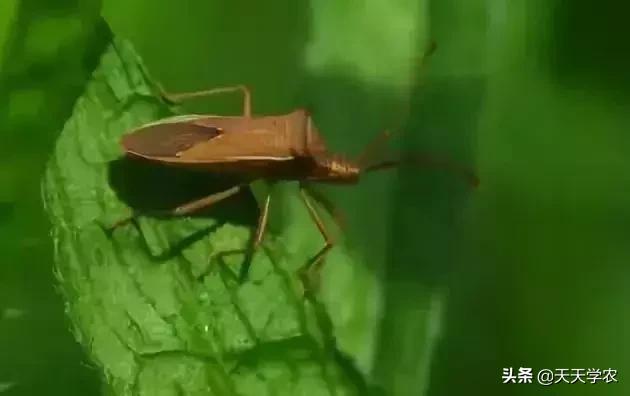 还在乱用杀虫剂？百香果上各类害虫要这样对症下药2