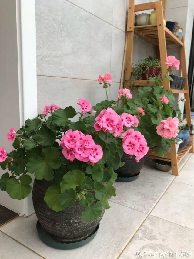 金鸡菊 金鸡菊（金鸡菊花期） 生活