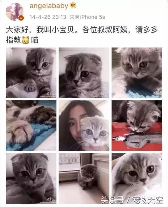 折耳猫遗传病