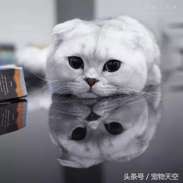 折耳猫遗传病 折耳猫遗传病（折耳猫遗传病几率） 动物