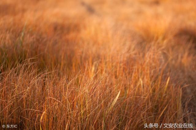 除草剂的药害及补救2