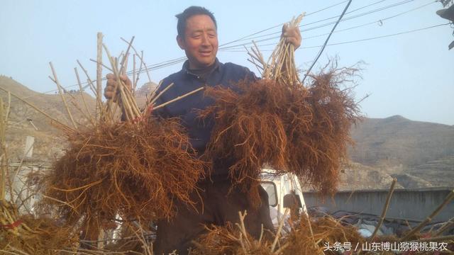 种植猕猴桃绕不过的根腐病，图文展示发病原因以及对应治疗方法9