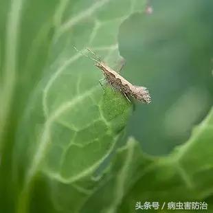 打不死蔬菜“吊丝虫”？90%的人防治方法用错了！2