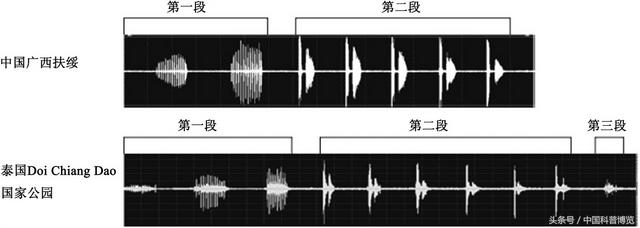 蛤蚧是什么