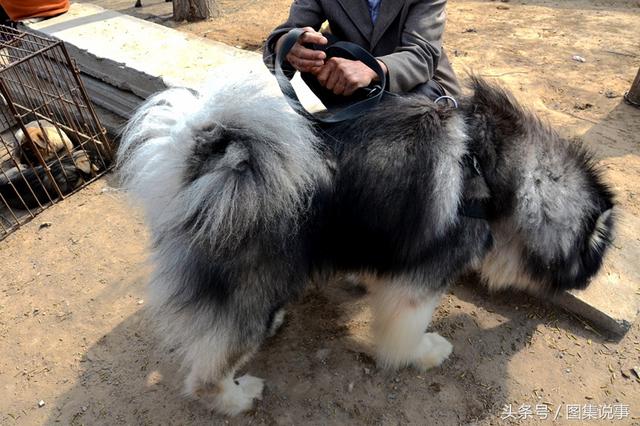 阿拉斯加雪橇犬价格