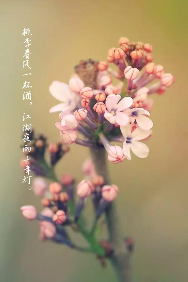 化作春泥更护花的前一句是什么？化作春泥更护花的前一句