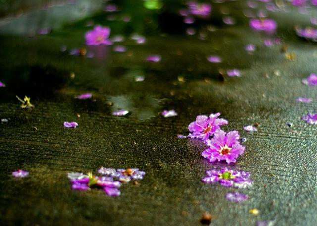 走过繁华,淡然看落花「繁华落尽」