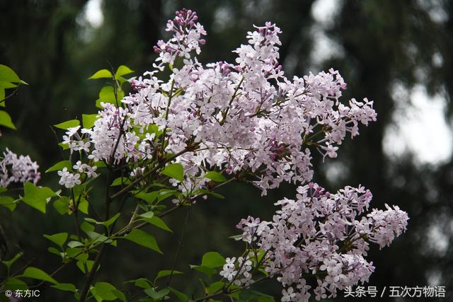 紫阳花