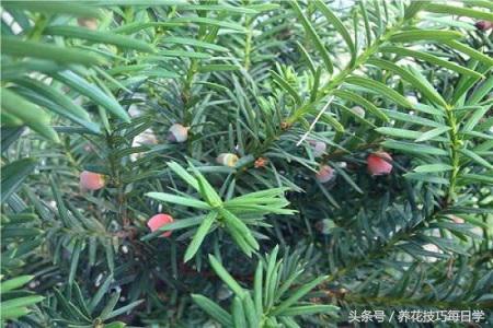 曼地亚红豆杉 曼地亚红豆杉（曼地亚红豆杉图片） 生活