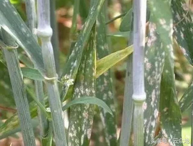 小麦穗期一喷三防怎么防？注意抽穗扬花期注意控制戊唑醇用量！1