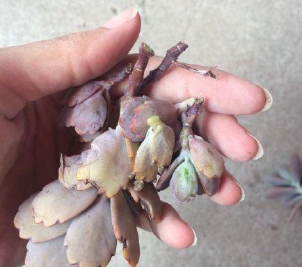 多肉换盆 多肉换盆（多肉换盆后多久晒太阳） 生活